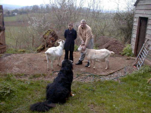 {short description of image}