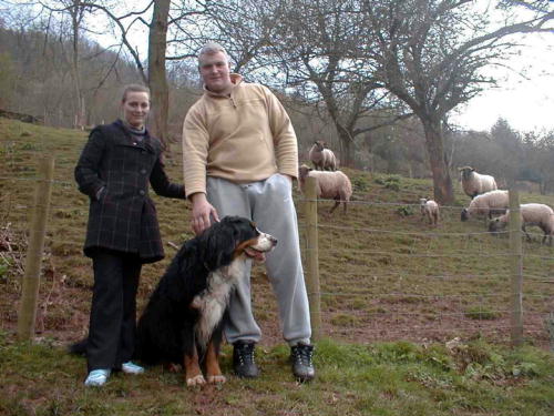 Berner Barney with Adam, Sara and the sheep and lambs
