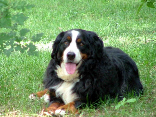 Bernese Mountain Dog, Maize