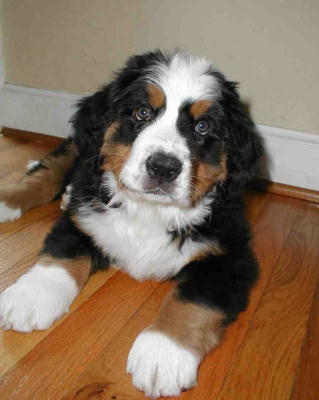 Bernese Puppy Major