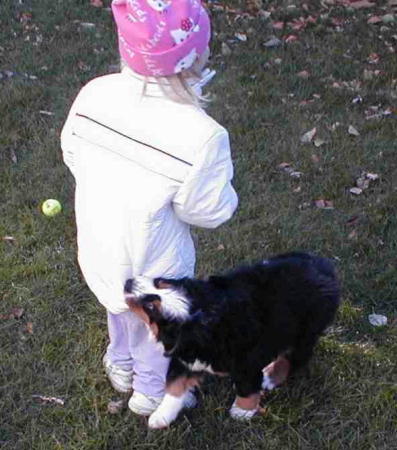 Berner puppy, Major, and friend