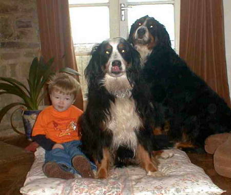 Michael with Berners, Sunny and Barney