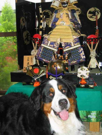 Paulo, Bernese Mountain Dog