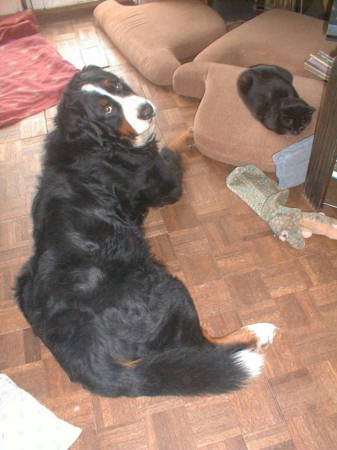 {short description of image}