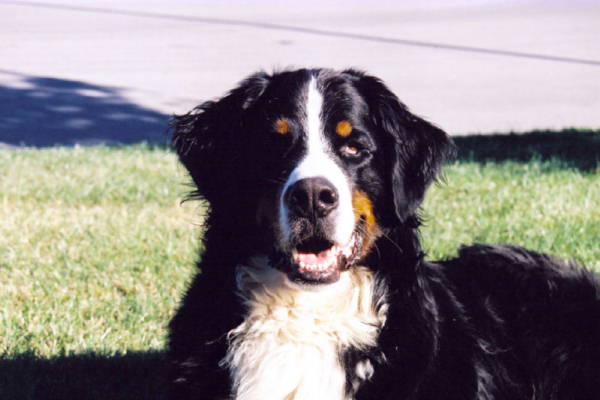 {short description of image}