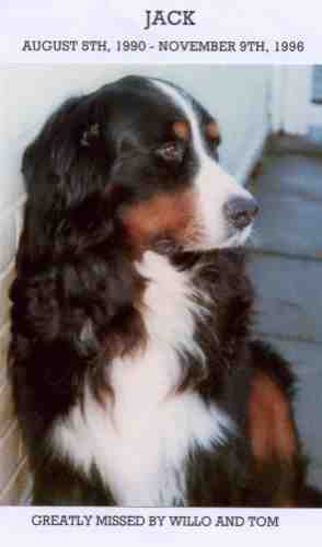 Bernese Mountain Dog, Hootie
