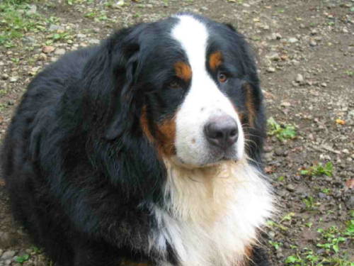 In loving memory, Paulo