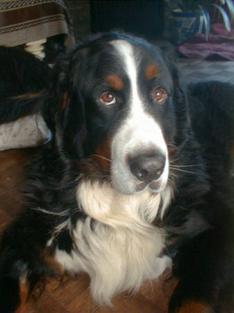 {short description of image}