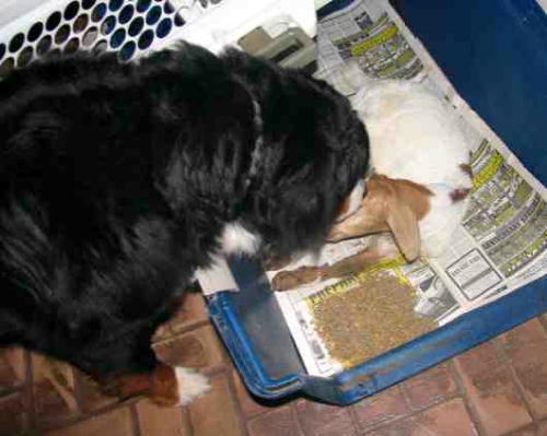 Bernese, Asos, and goat kid