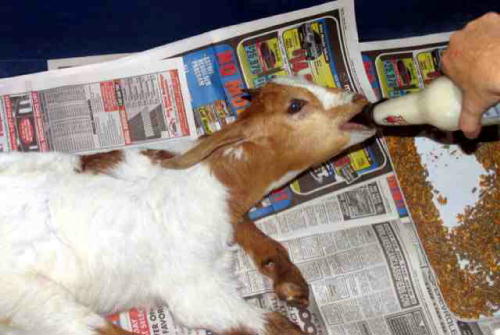 Goat kid is bottle fed