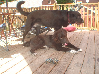 {short description of image}