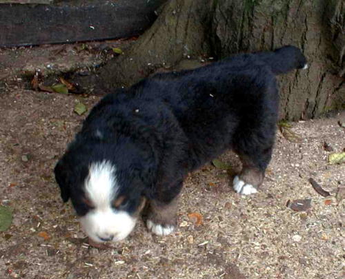 Littlehidden Bluetit