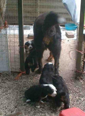 BMD Mum and Pups