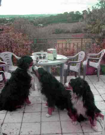 Berners say "Hello"�