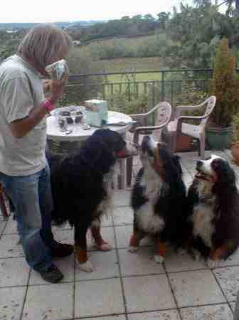 Bernese Mountain dog Howl