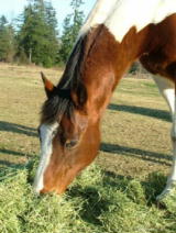 {short description of image}