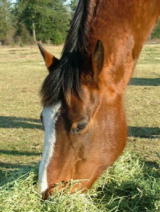 {short description of image}