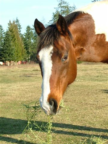 {short description of image}