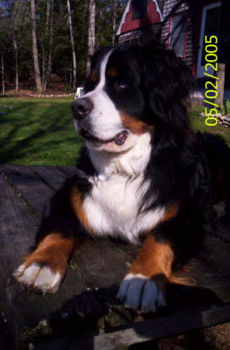 Bernese Mountain Dog, Odin Jara.
