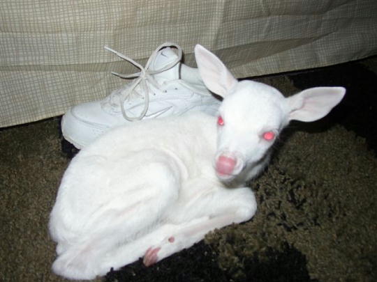 Kachina the Albino Deer Fawn