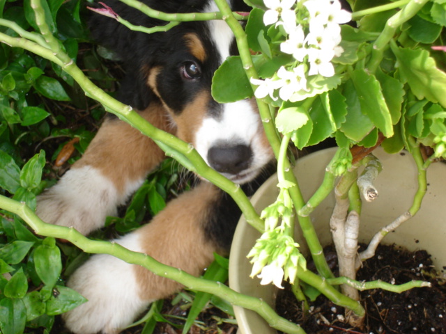 Jamaica's Peek a Boo