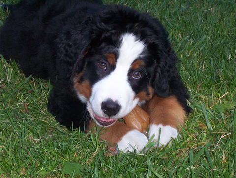 Bernese Bernnie