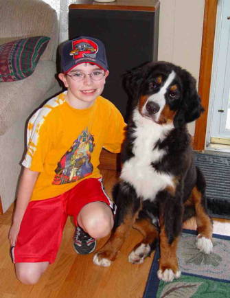 Bernese Mountain Dog, Cenzo