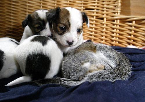 Fiinegan snuggles with his "siblings" 