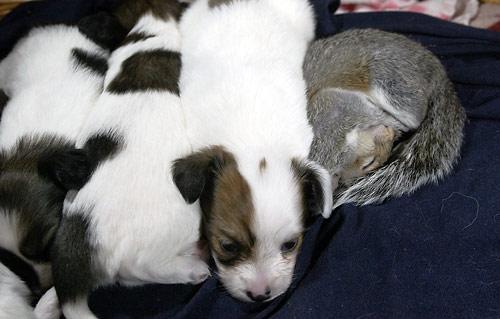 Finnegan and his new litter mates, five Papillion puppies