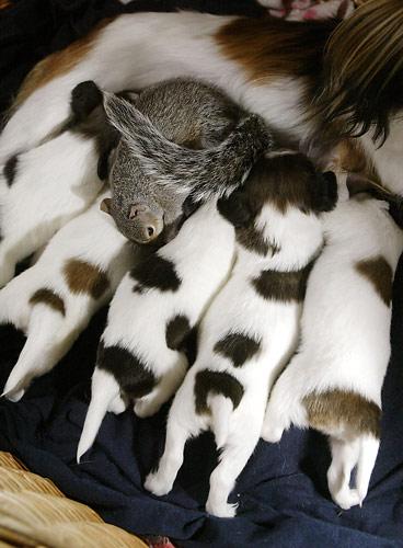 inter-species bonding 