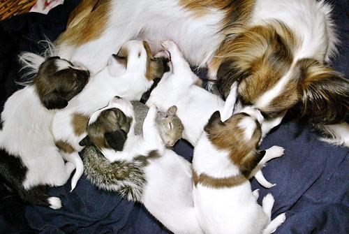 Finnegan and new litter mates