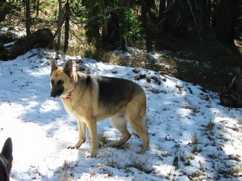 {short description of image}