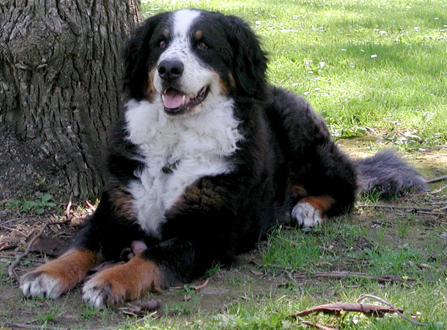 {short description of image}