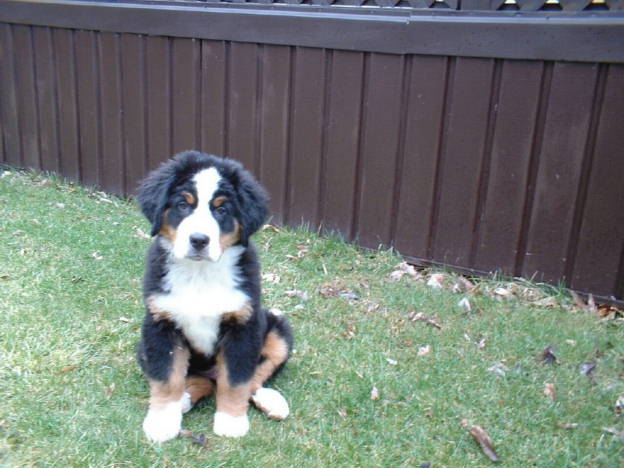 Berner Luke at 10wks