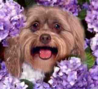 Sassy in the Flowers