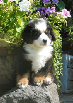 Bernese, Simon