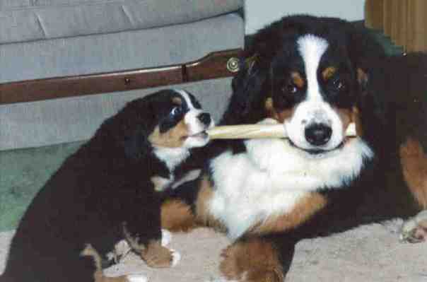 Berners Tish and Oreo