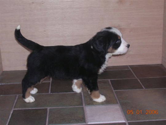 Bernese Pup, Ursa