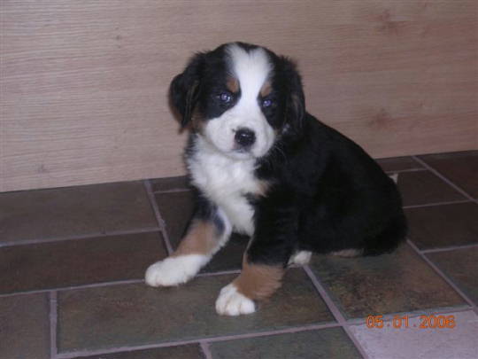 Bernese Pup, Ursa
