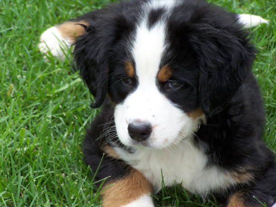 Berner Pup