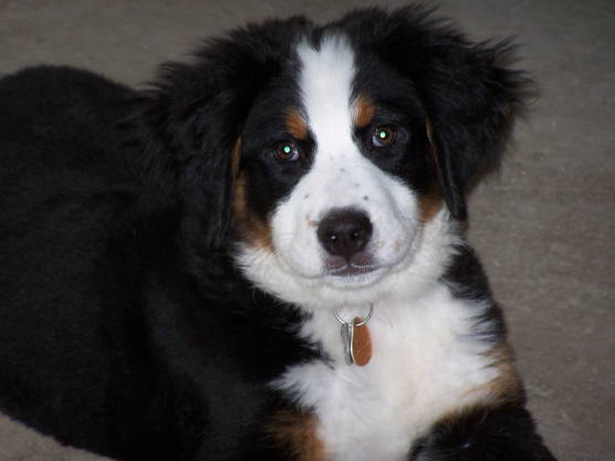 Berner Pup, Ursa