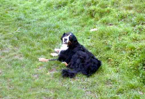 Berner, Barney, with Birthday Bone
