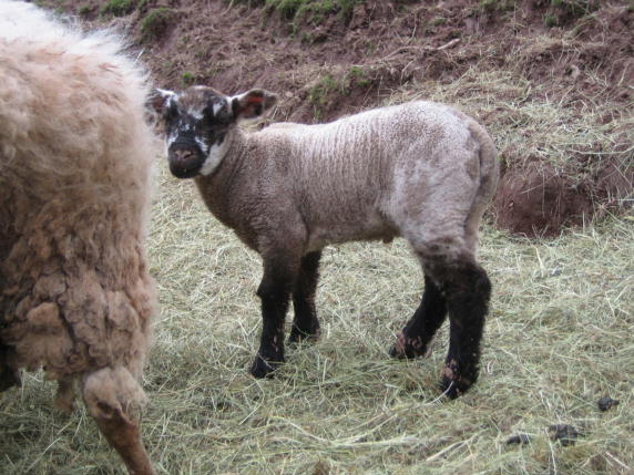 {short description of image}