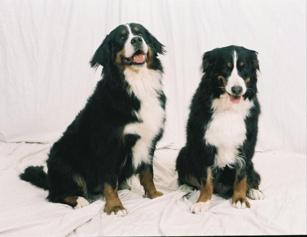 Bernese Kayla and Kit