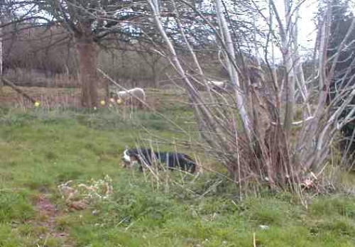 Bernese Pup, Pixie, with bone and sheep