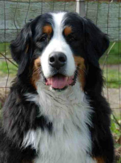 {short description of image}