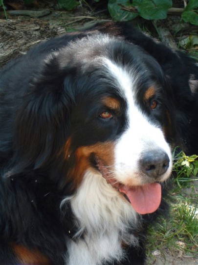 Birthday Berner, Cleo