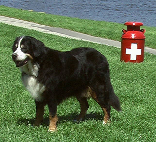Bernese Mountain Dog, Ella