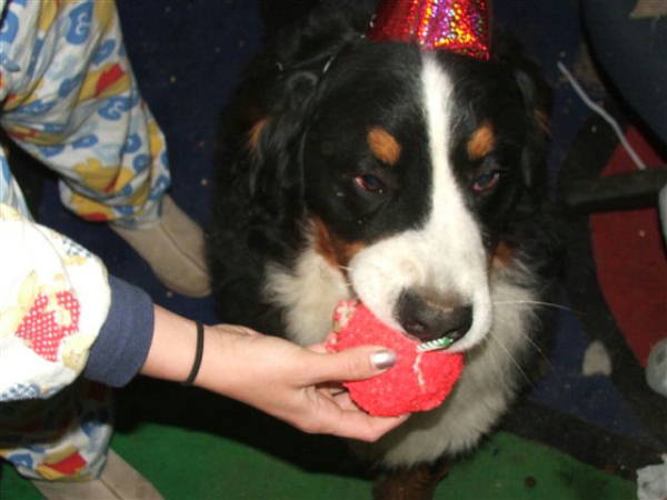 Special Berner Birthday Boy