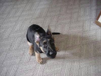 {short description of image}